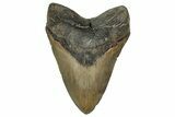 Fossil Megalodon Tooth - North Carolina #351724-1